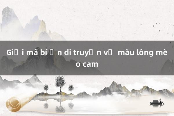 Giải mã bí ẩn di truyền về màu lông mèo cam