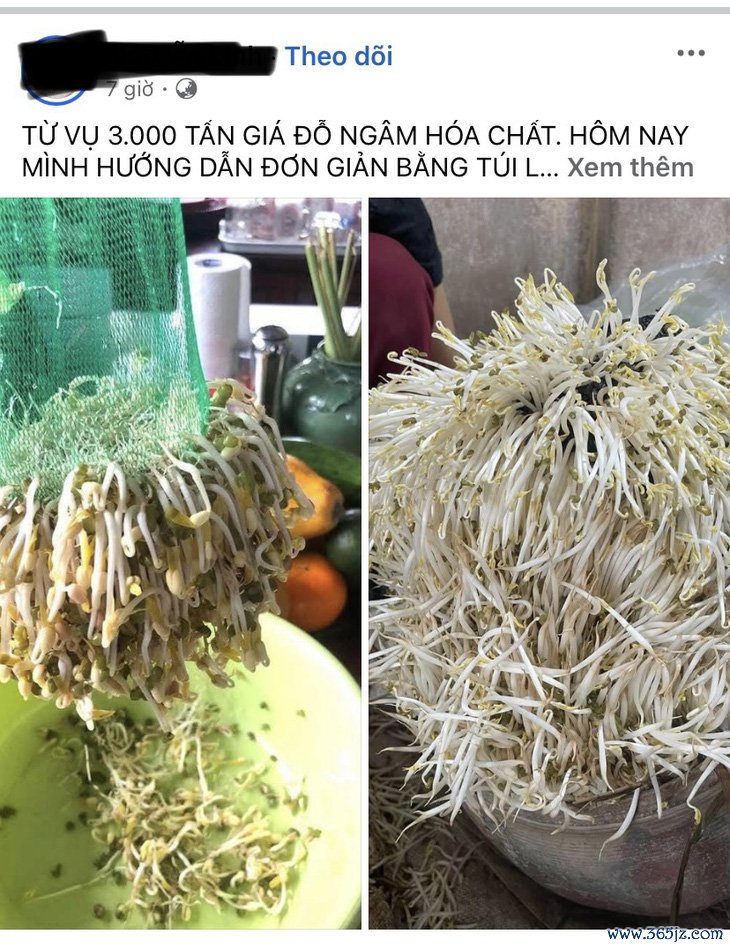 ‘Phong trào’ làm giá đỗ tại nhà trở lại， chị em rần rần chia sẻ cách làm dễ ẹc - Ảnh 3.